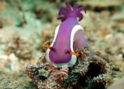 Nudibranch, crowned and climbing hard to the top ... by David Johnson 